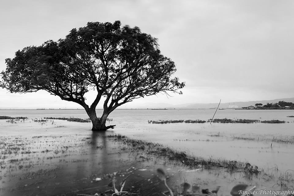 My first Photo of a tree from the province of Rizal  by Bingles