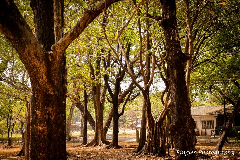 The tree at Ninoy Aquino Parks and Wildlife  by Bingles
