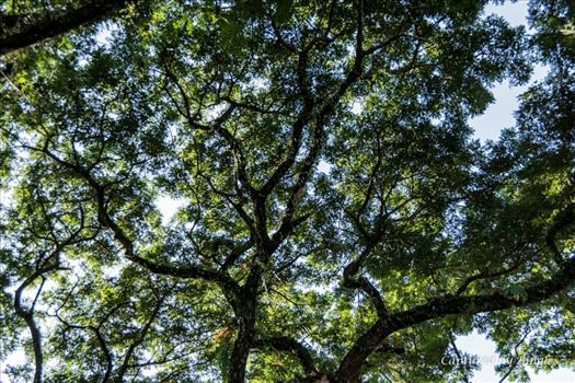 The tree at Clarkfield, Pampanga - 