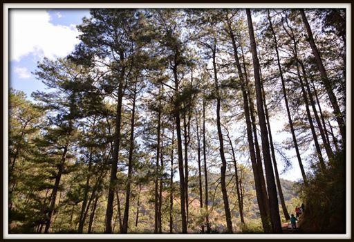 The trees of Sagada - 