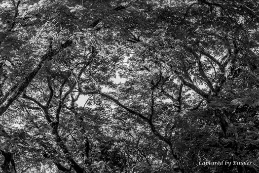 The tree of Quezon Memorial Circle by Bingles