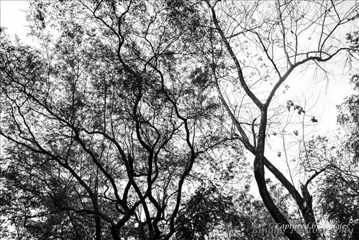 The Tree in Clarkfield, Pampanga by Bingles