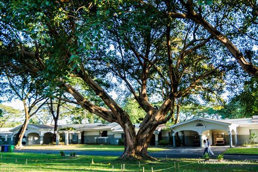 The Tree in Clarkfield, Pampanga - 