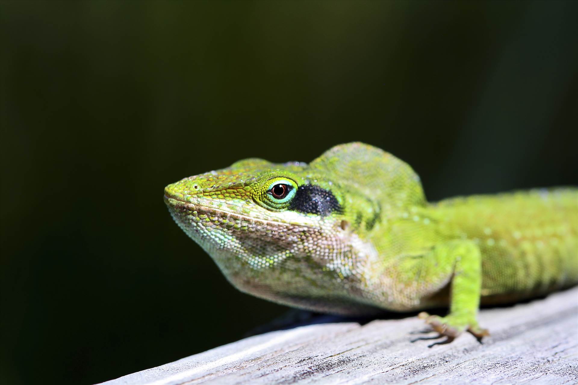 Lizard.jpg  by jennyellenphotography