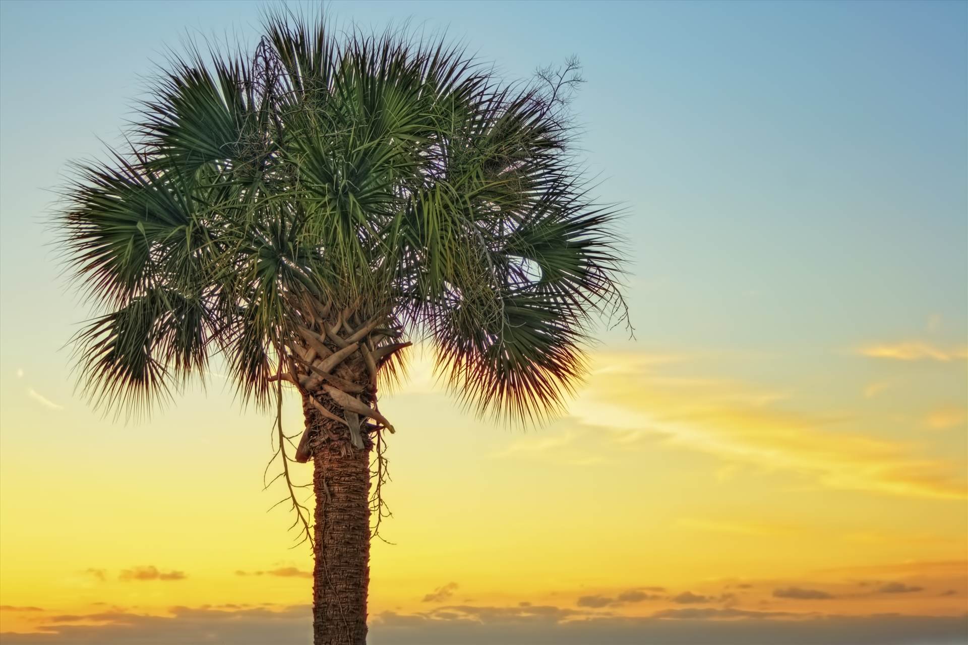 Palm Sunset.jpg  by jennyellenphotography