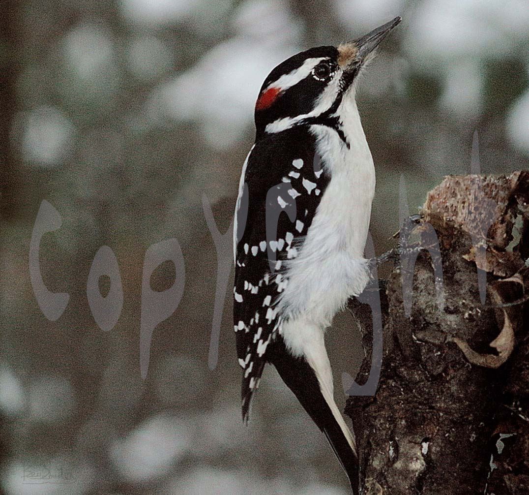 Male Hairy Woodpecker 4440 A beautiful wild bright red headed male Hairy Woodpecker by Snookies Place of Wildlife and Nature