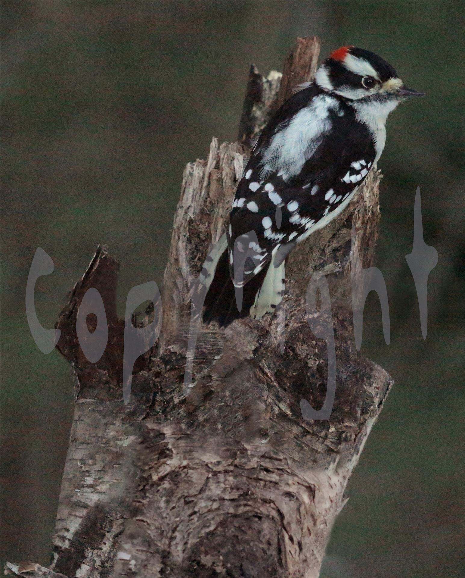 Male Downy 2433 A male downy woodpecker sits on the top of a tree by Snookies Place of Wildlife and Nature