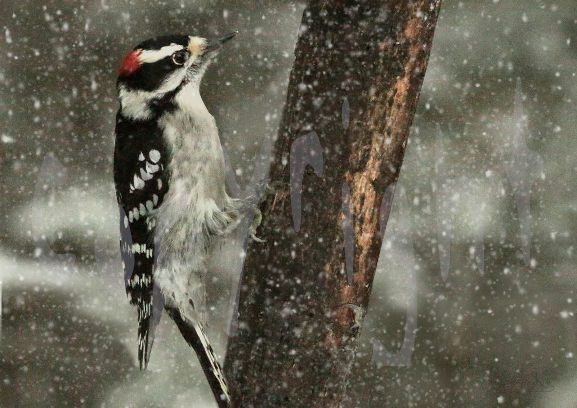 Male Downy 2171J A male downy woodpecker in a snowfall by Snookies Place of Wildlife and Nature
