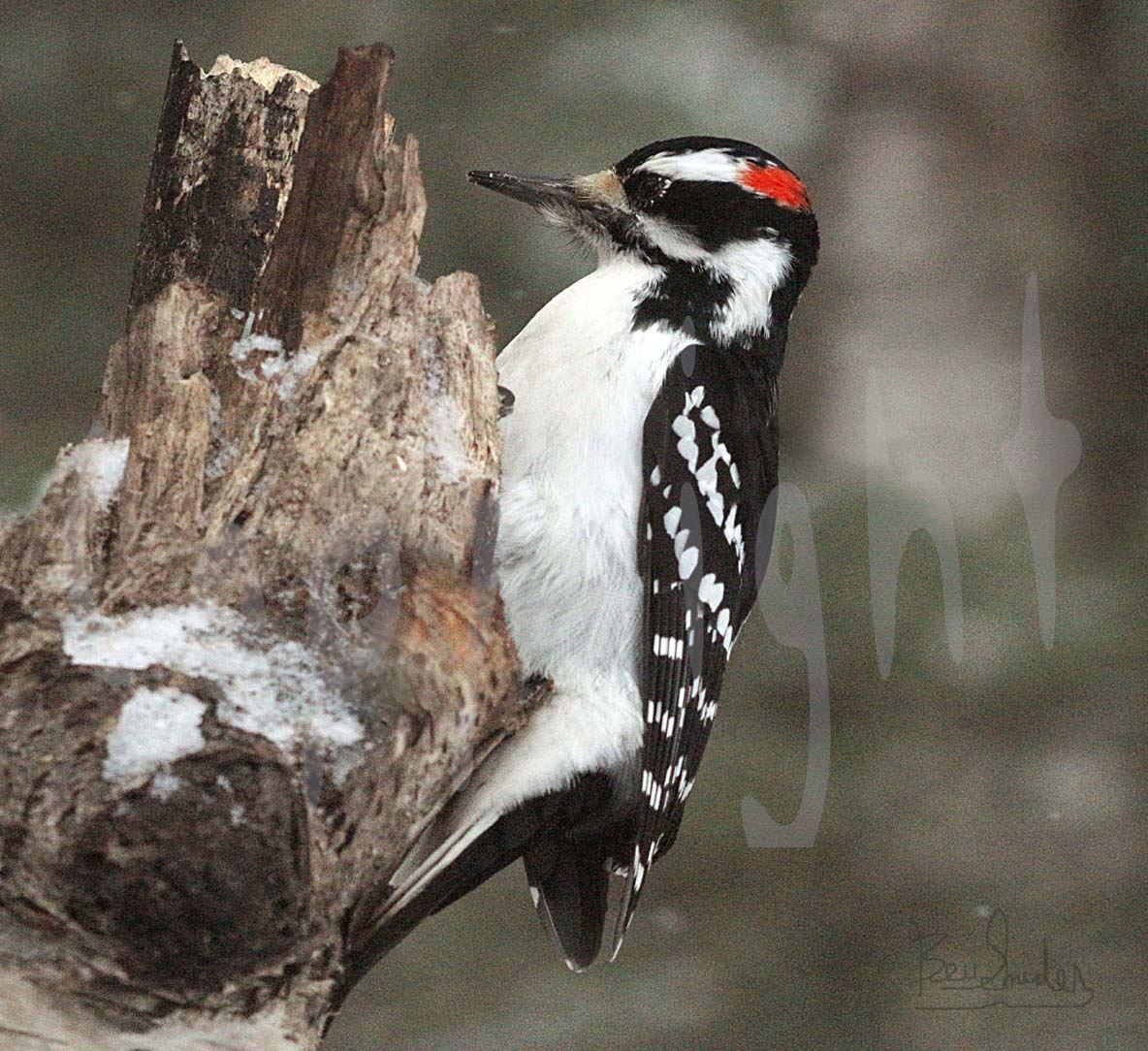 Male Hairy Woodpecker 2906 A beautiful wild bright red headed male Hairy Woodpecker by Snookies Place of Wildlife and Nature