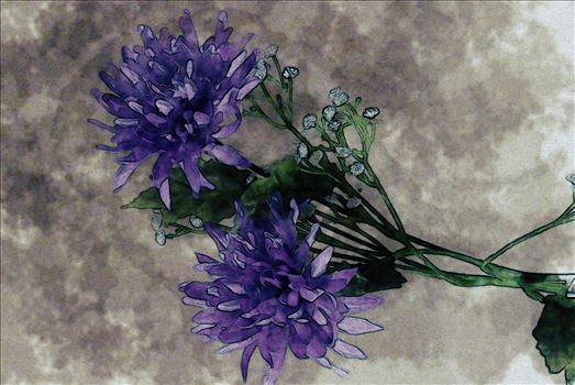 Purple Chrysanthemum 5178 by Snookies Place of Wildlife and Nature