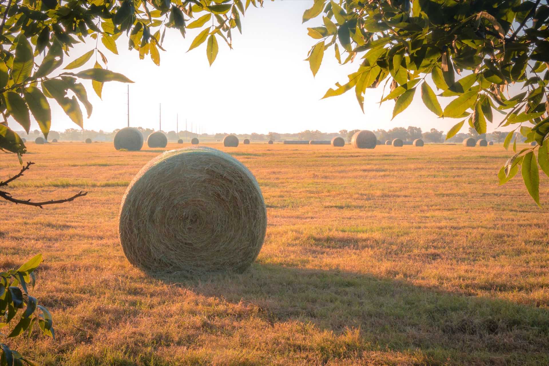 20170819_Hay Field_025.jpg  by Charles Smith Photography