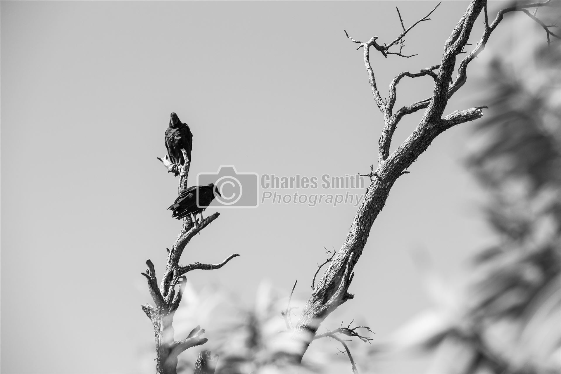 Hiker's Omen  by Charles Smith Photography