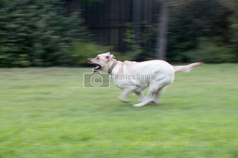 Running Dog  by Charles Smith Photography