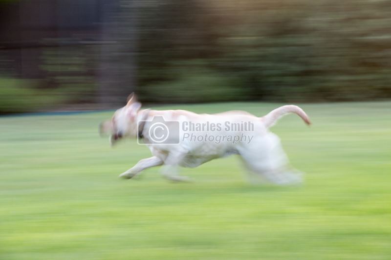 Running Dog  by Charles Smith Photography