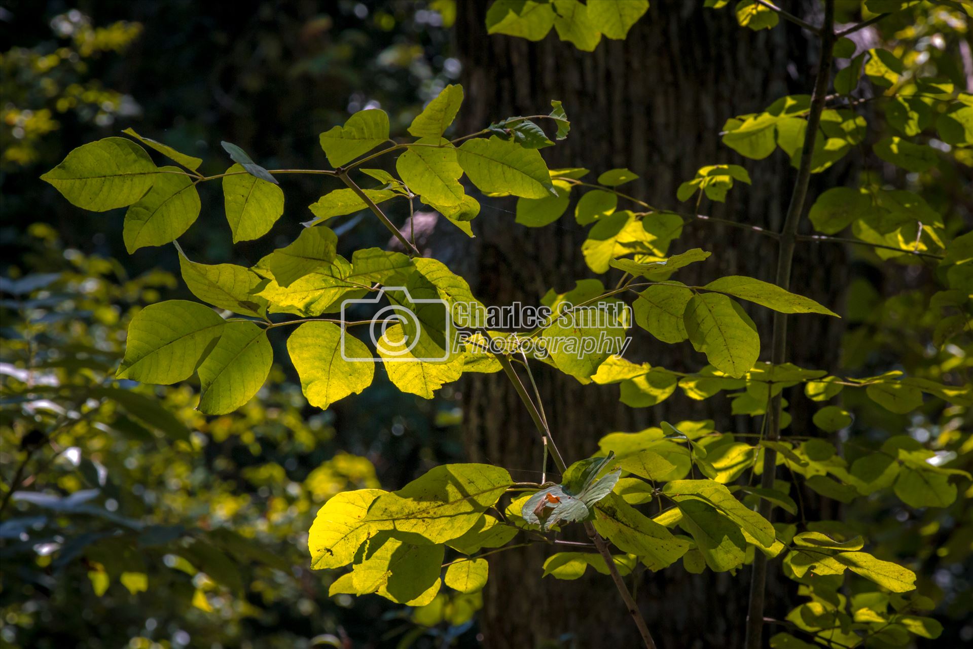 Glowing Leaves  by Charles Smith Photography