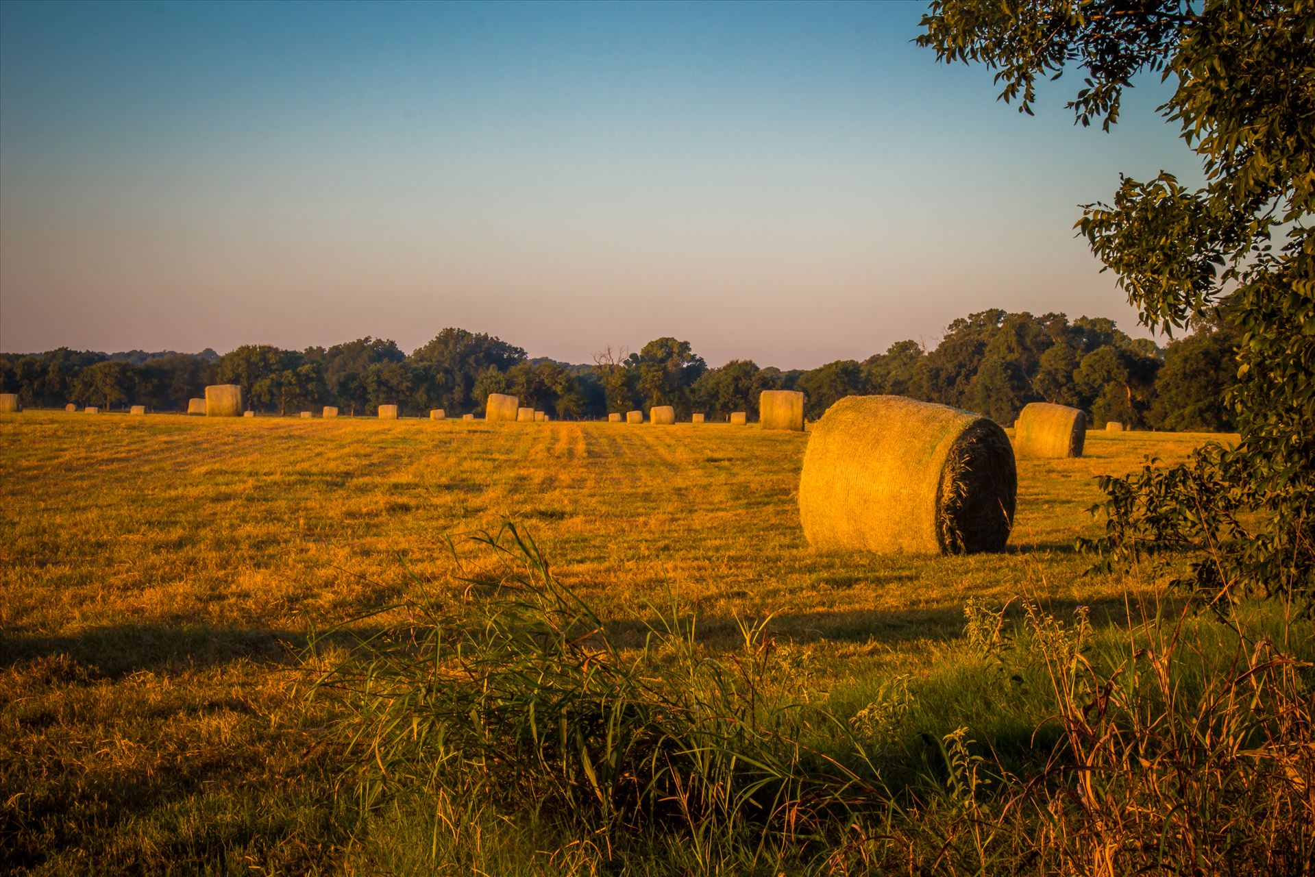 20170819_Hay Field_019.jpg  by Charles Smith Photography