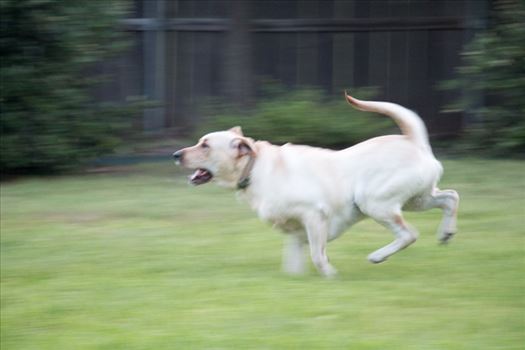 Running Dog - 