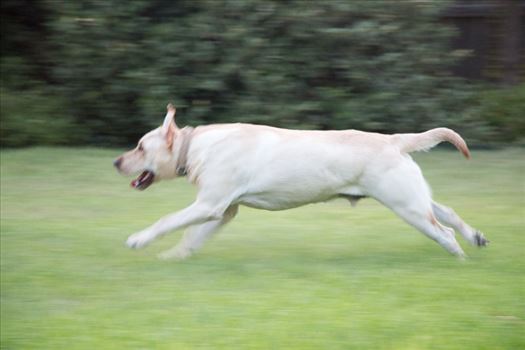 Running Dog by Charles Smith Photography