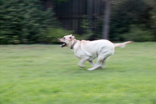 Running Dog by Charles Smith Photography