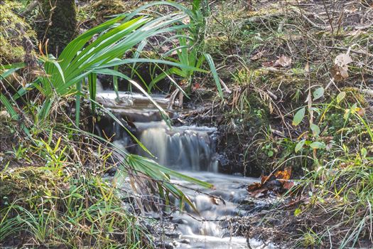 Cooheelee Creek by Craig Smith