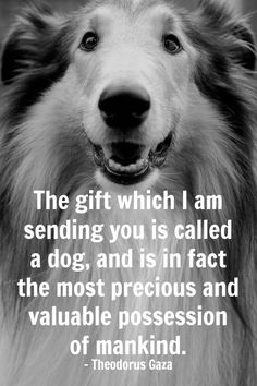 05553fa4405f405f2e1d62efe0da041d--best-gifts-pet-quotes.jpg  by DianneD1