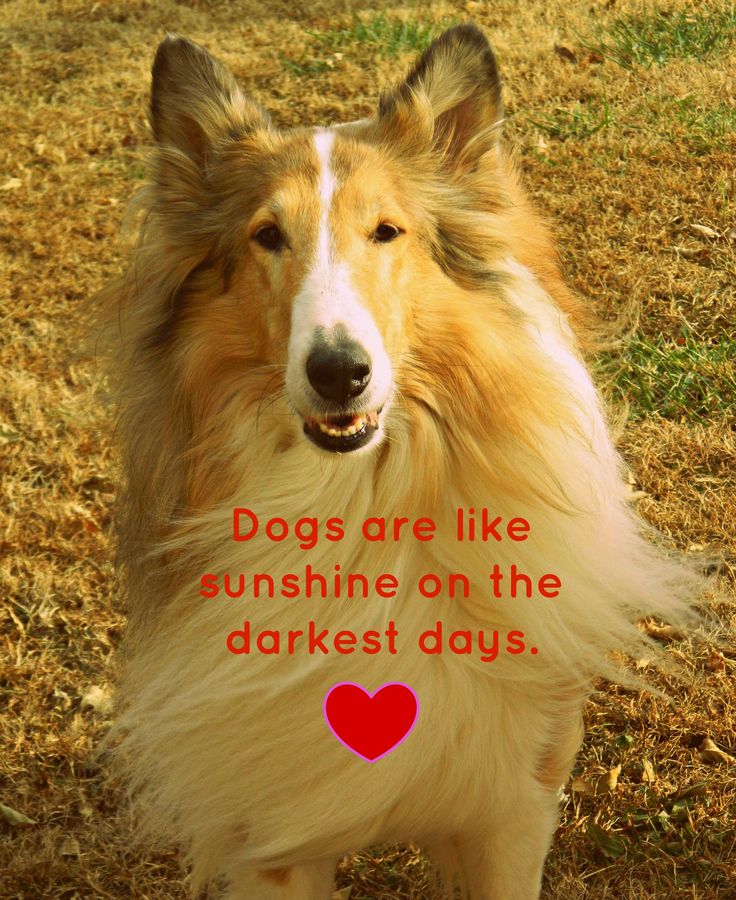 d53cfdceb4c795f54655008c2b42d489--funny-picture-quotes-rough-collie.jpg  by DianneD1