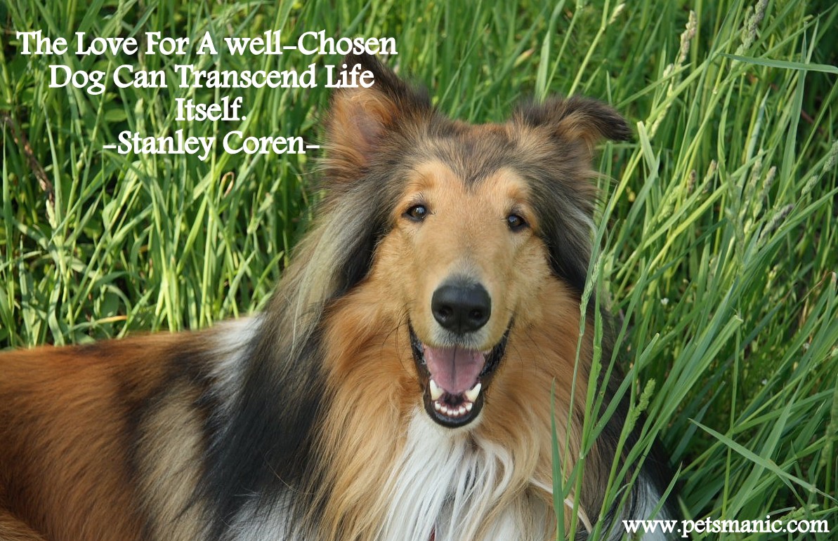 4051018-border-collie-dog-quotes.jpg  by DianneD1