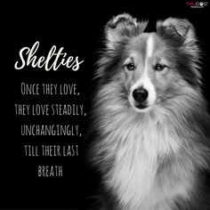 d5ab13a40bdfa57417bfd0909d65dc01--shelties-puppies-sheltie-puppy.jpg  by DianneD1