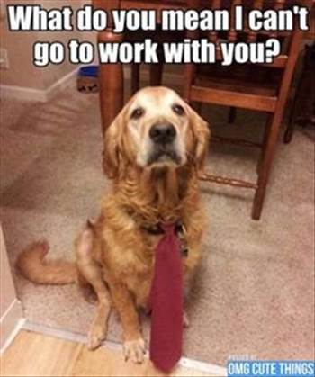 bbbb3f57795fb99107d0a295bb866822--funny-dogs-funny-animals.jpg by DianneD1