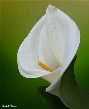 DSC04885 a (2).jpg - 