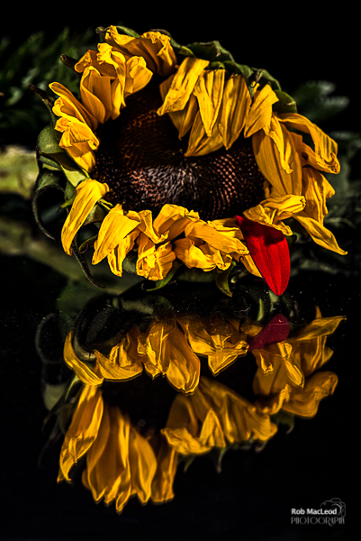 20150923_FLOWERS_6382-Edit-3.jpg undefined by WPC-289
