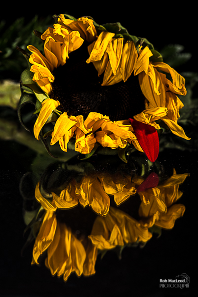 20150923_FLOWERS_6382-Edit.jpg undefined by WPC-289