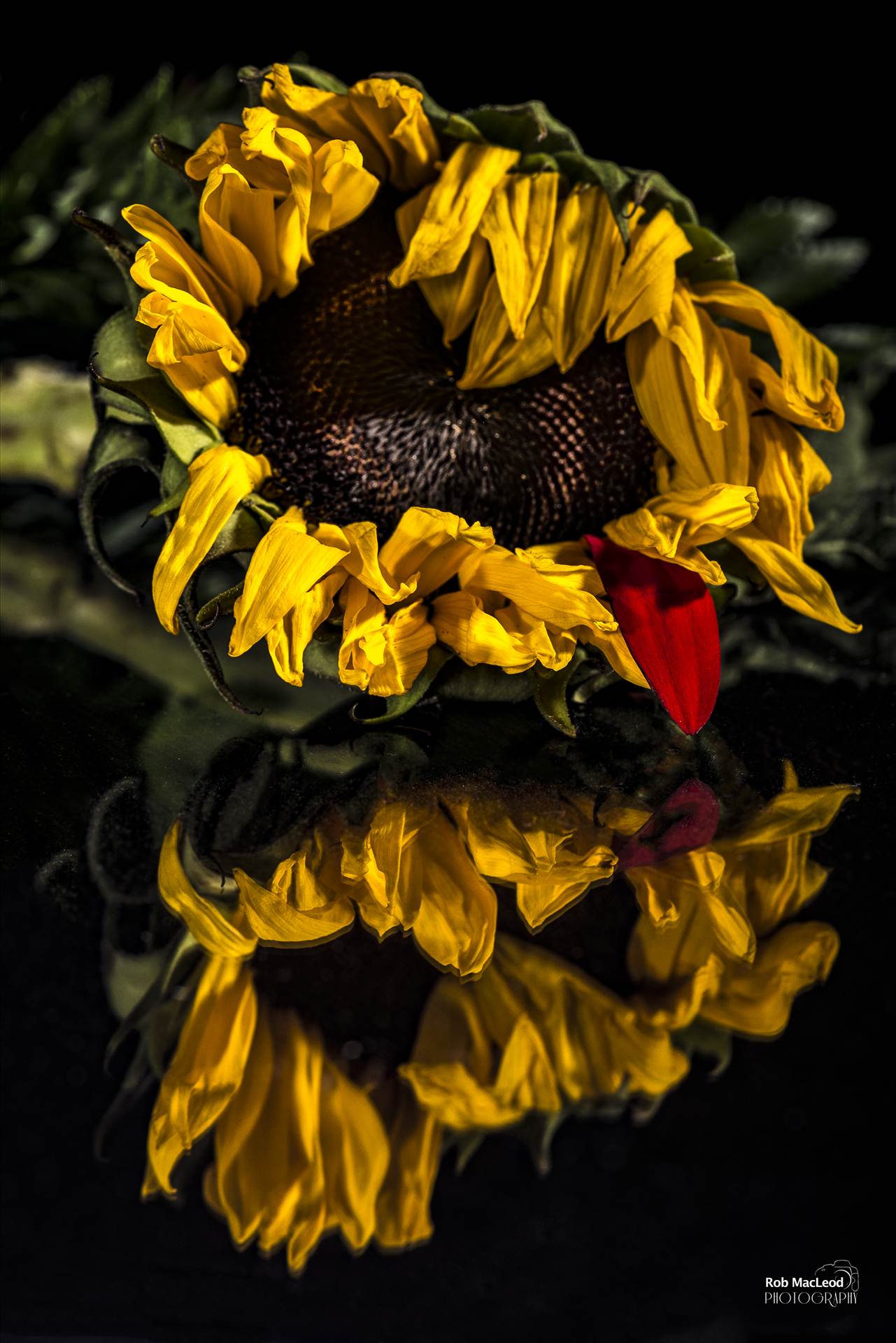20150923_FLOWERS_6382-Edit.jpg undefined by WPC-289