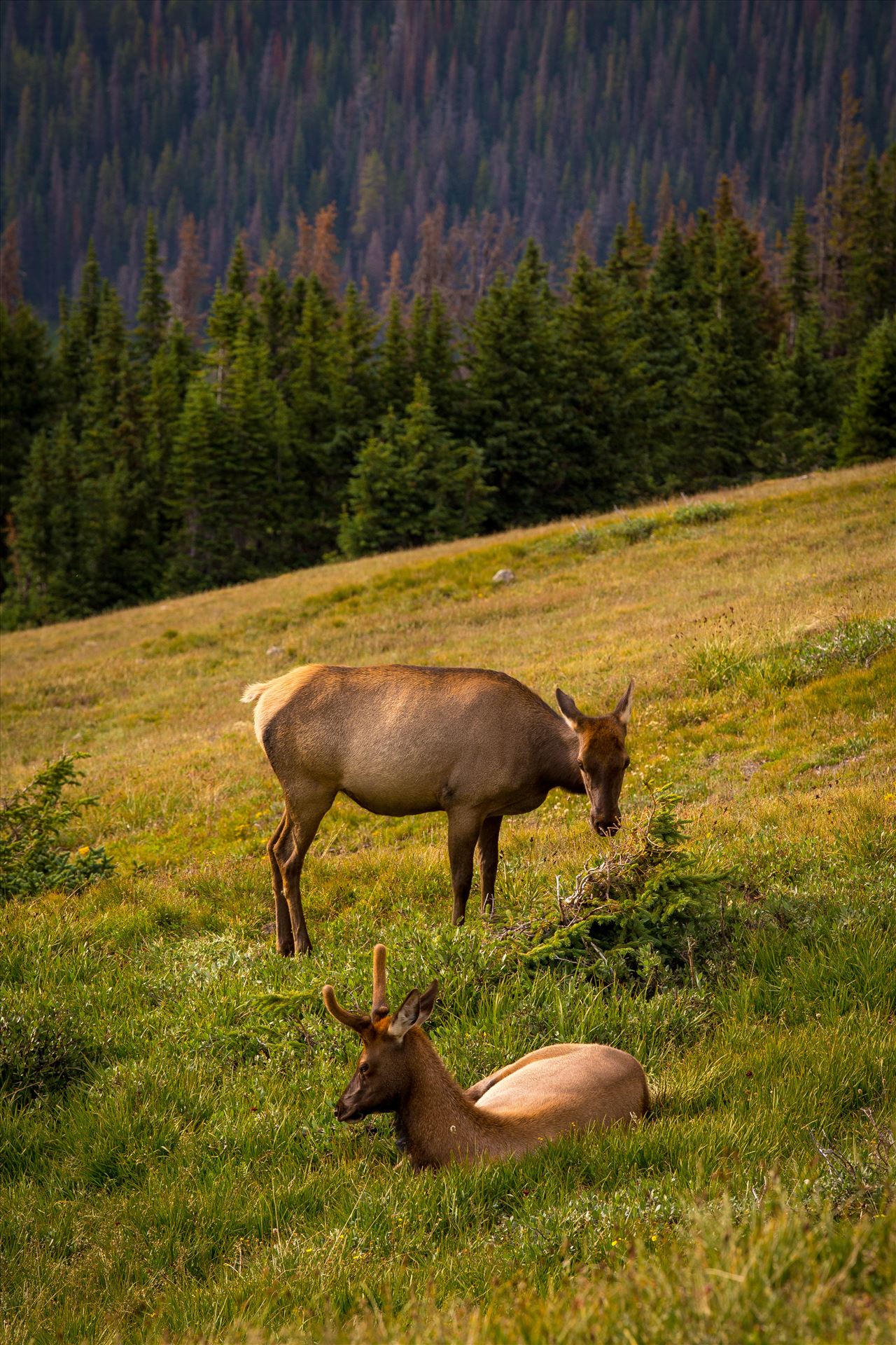 Relaxing in the Sun An elk doe and her fawn in the Rocky Mountain National Park. by Scott Smith Photography Test