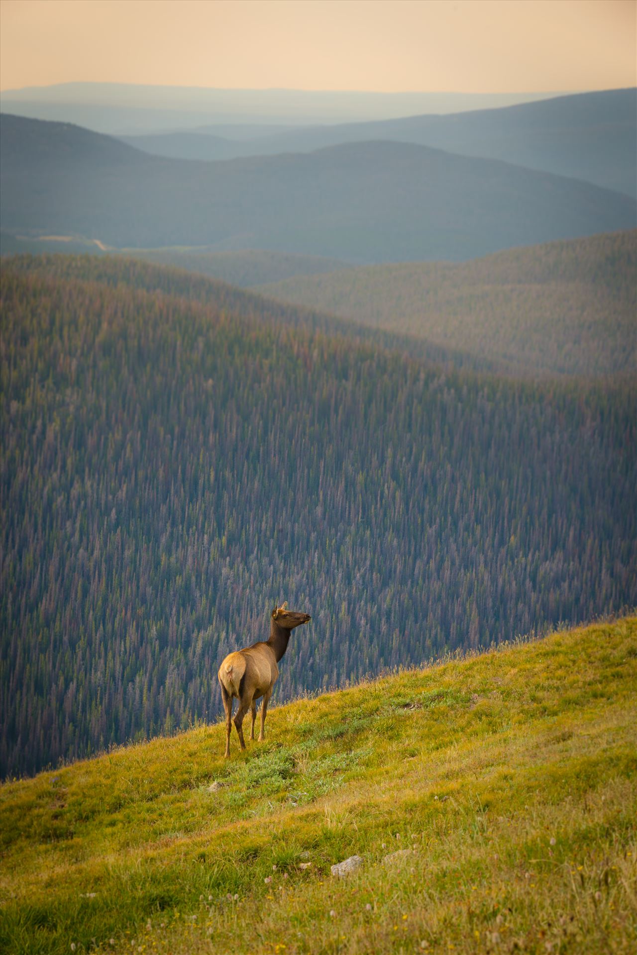 Staring into the Distance An elk looks into the distance near Trail Ridge Road, in the Rocky Mountain National Park. by Scott Smith Photography Test