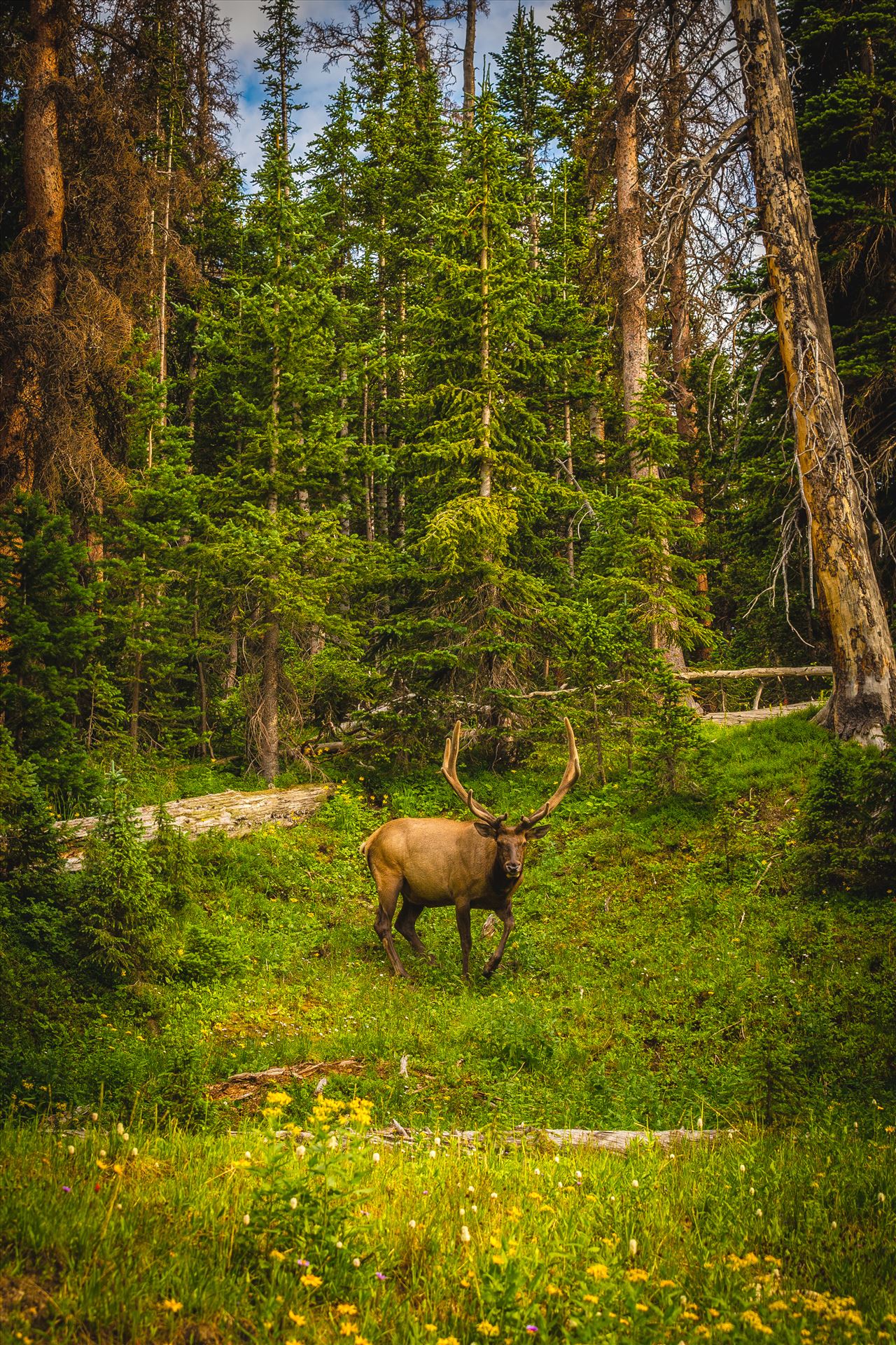 Elk in the Wild A large elk bull grazes on summer foliage in the Rocky Mountain National Park. by Scott Smith Photography Test