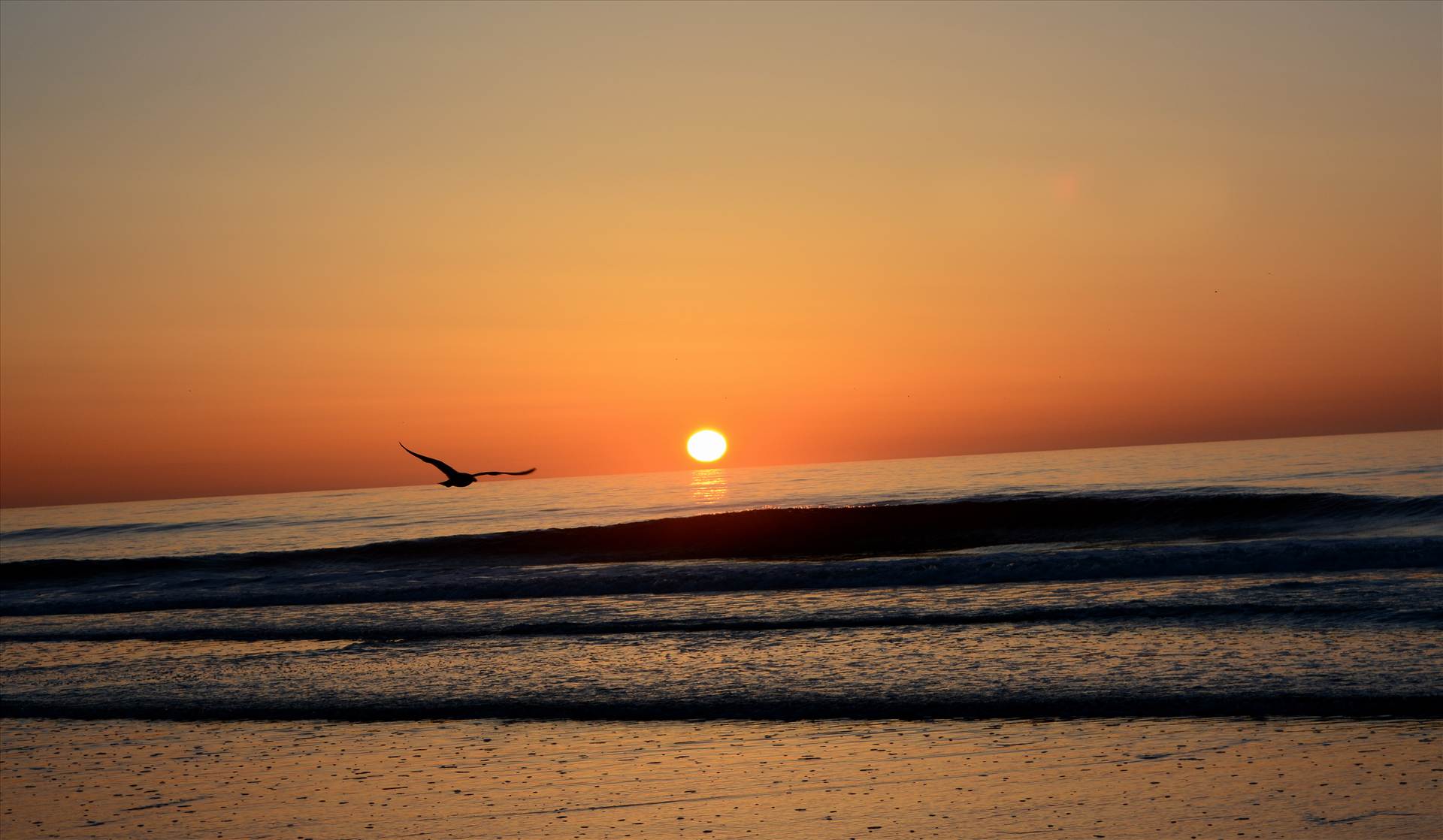 Sunrise seagull.jpg undefined by WPC-372