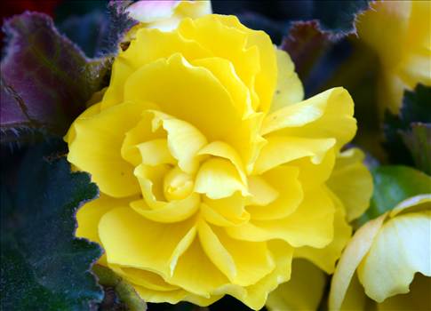 Yellow flower.jpg - undefined