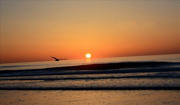 Sunrise seagull.jpg by WPC-372