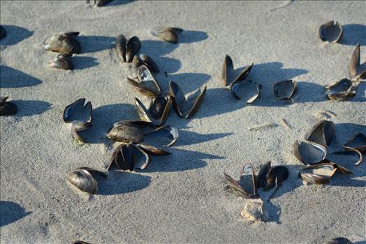 sea shells 1.jpg by WPC-372