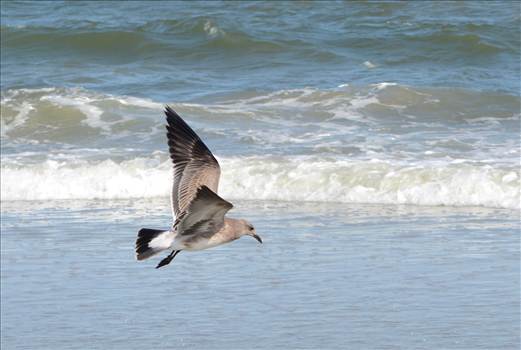 Seagull in flight 1.jpg by WPC-372