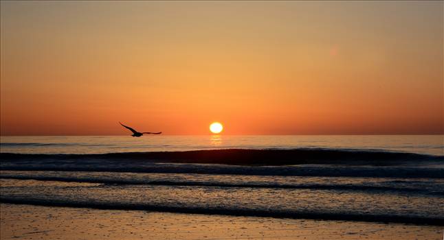 Sunrise seagull.jpg by WPC-372