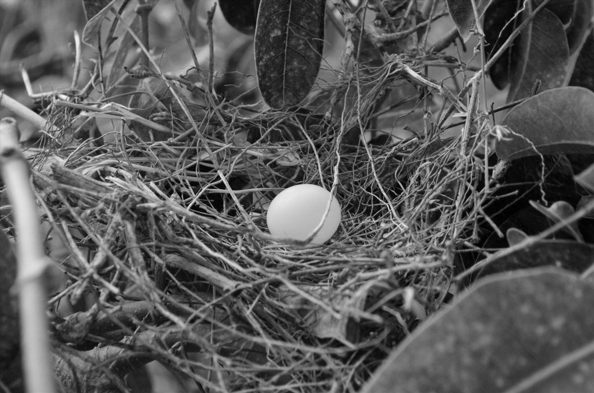 Nest.JPG  by Nathan Photography