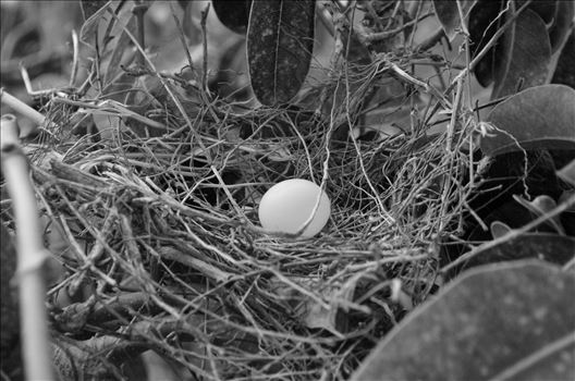 Nest.JPG by Nathan Photography