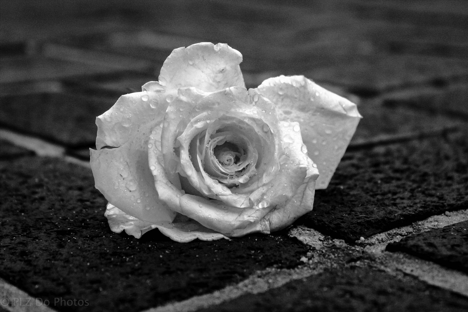 dropped rose-2265.jpg undefined by 853012158068080