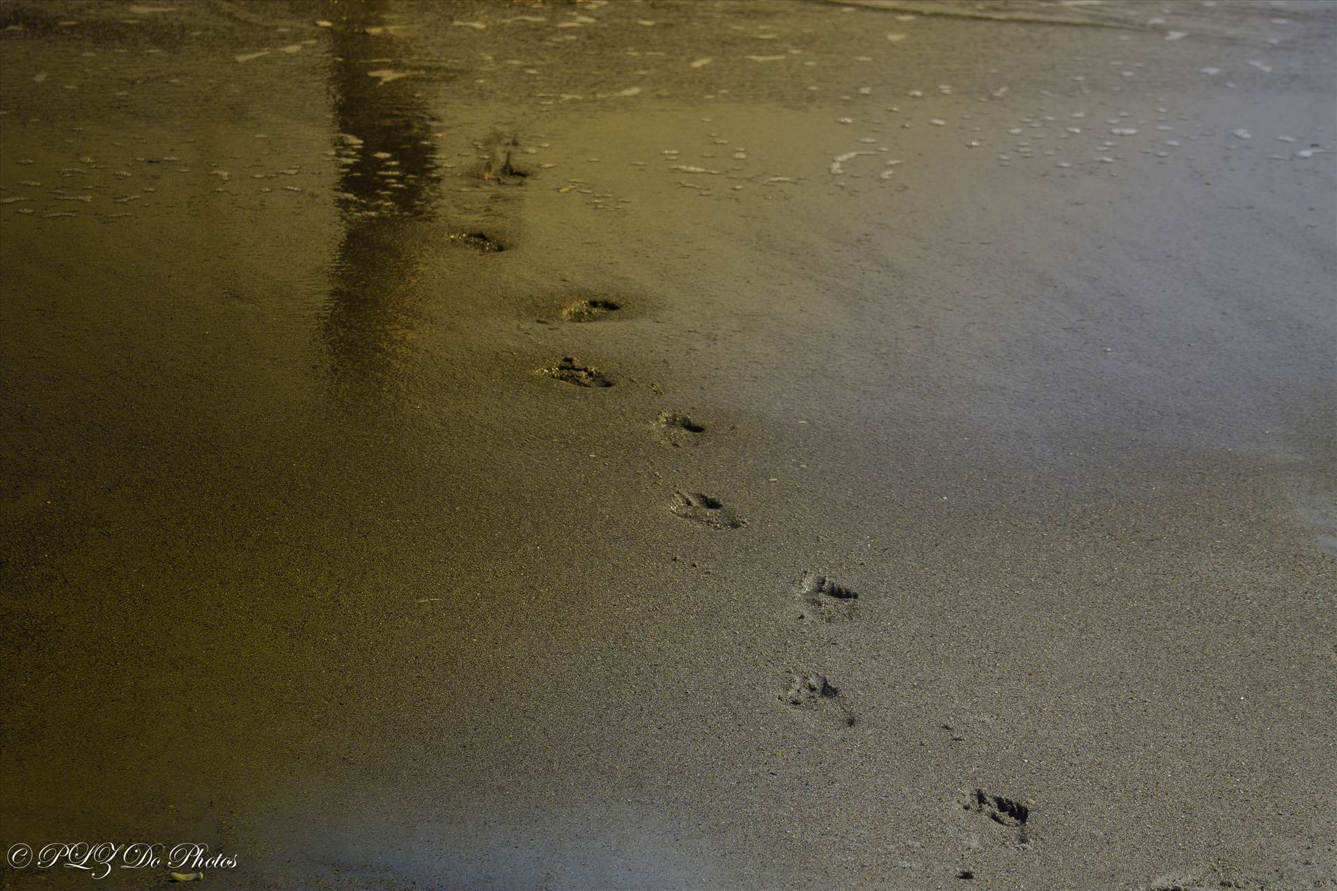 footprints (1 of 1).jpg  by 853012158068080