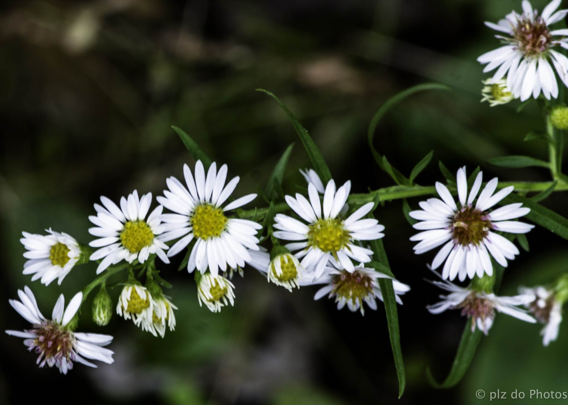 mini daises.jpg undefined by 853012158068080