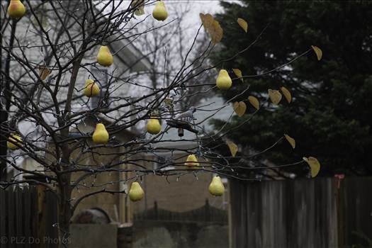 Partridge in a Pear Tree-3319.jpg - undefined