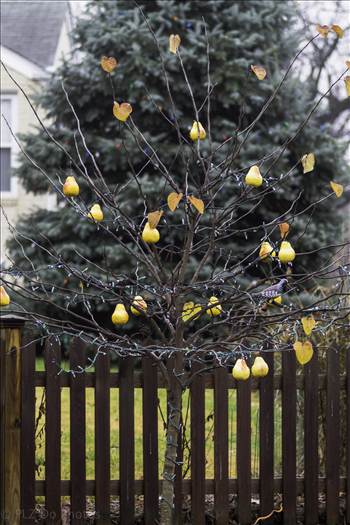 Partridge in a Pear Tree-3329.jpg - undefined