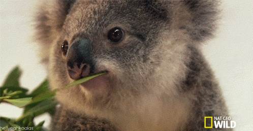 koala flirting.gif  by Mediumystics